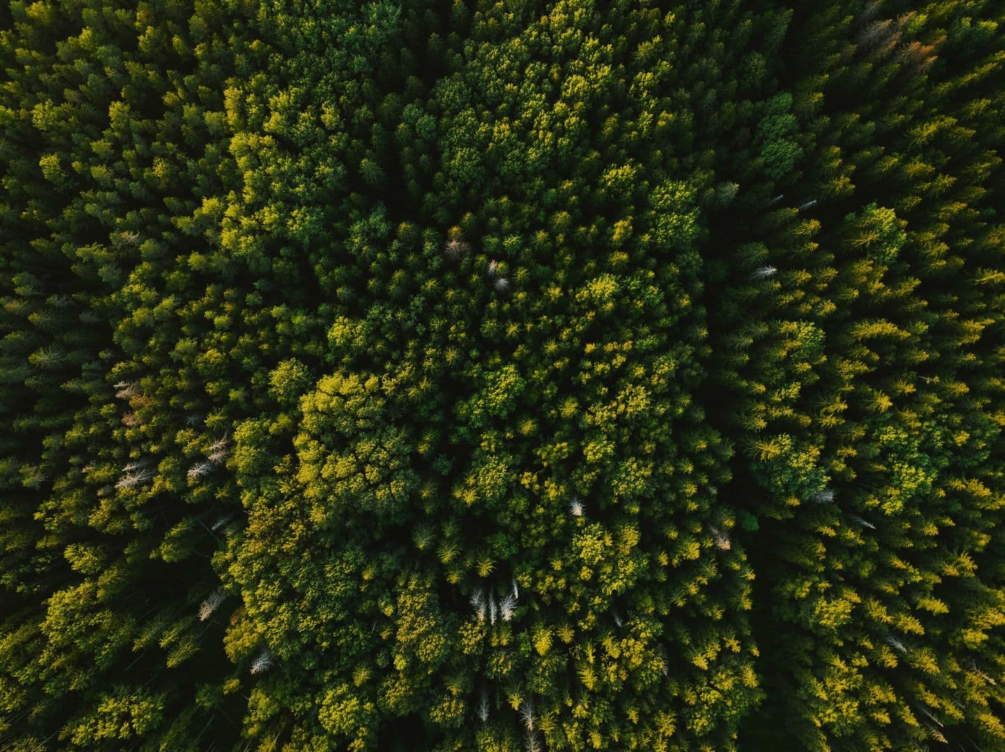 Blockchain Meets Biodiversity