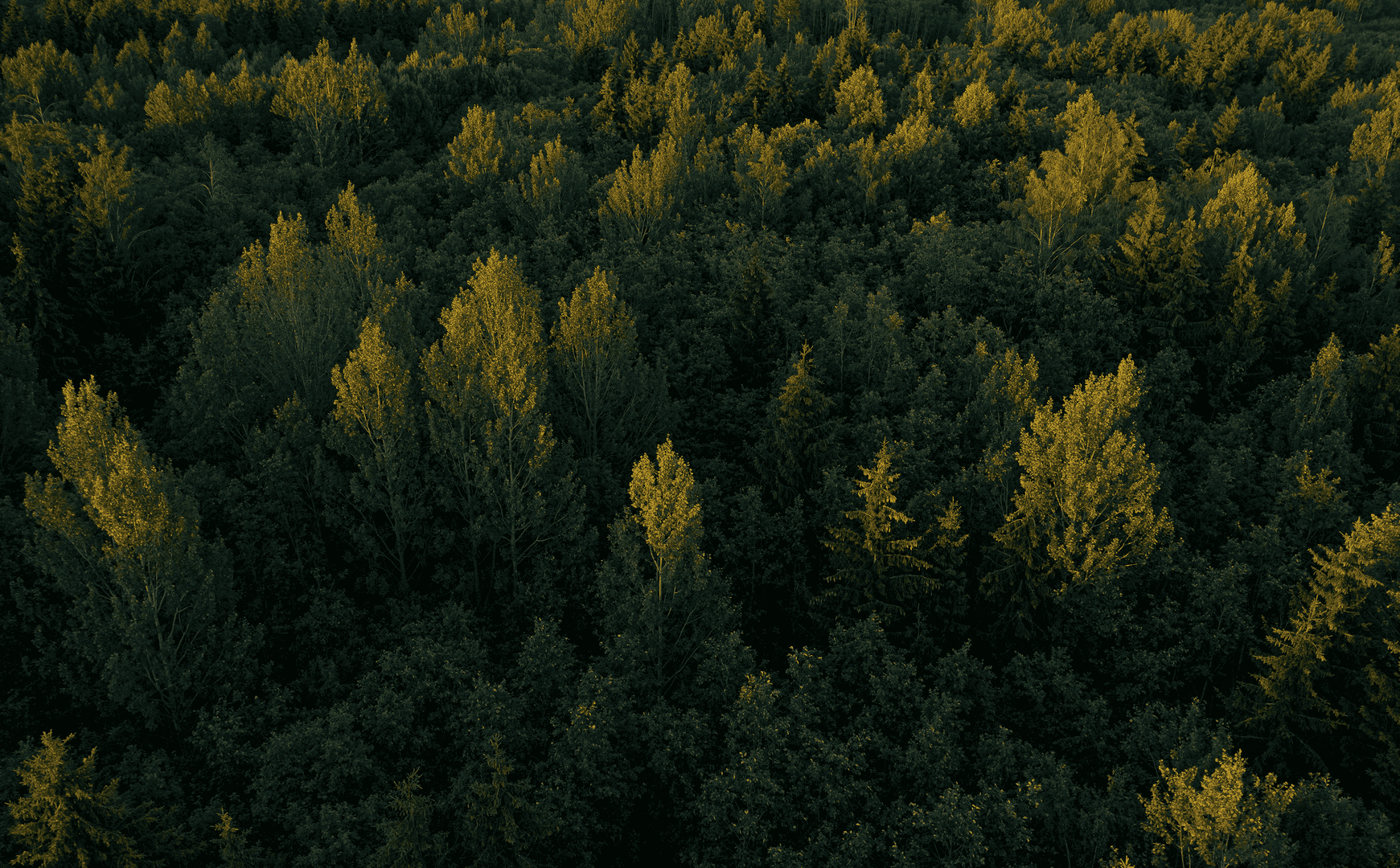 More than Growth and Sustainability