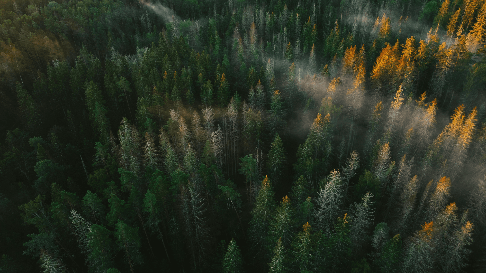 AI and Blockchain Transform Sustainable Forestry Management