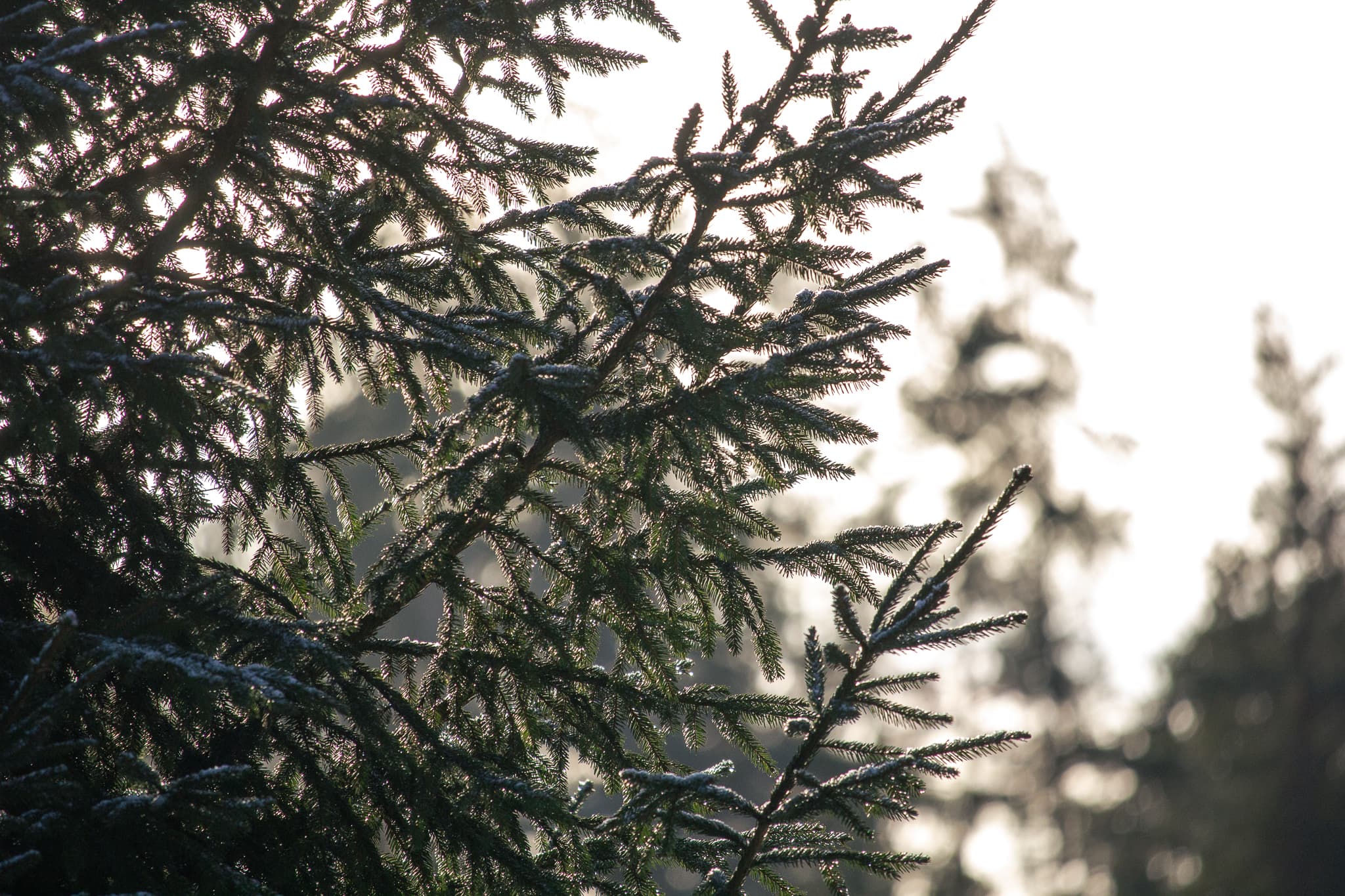 Investor Security: How Your Capital is Protected at FF Forest