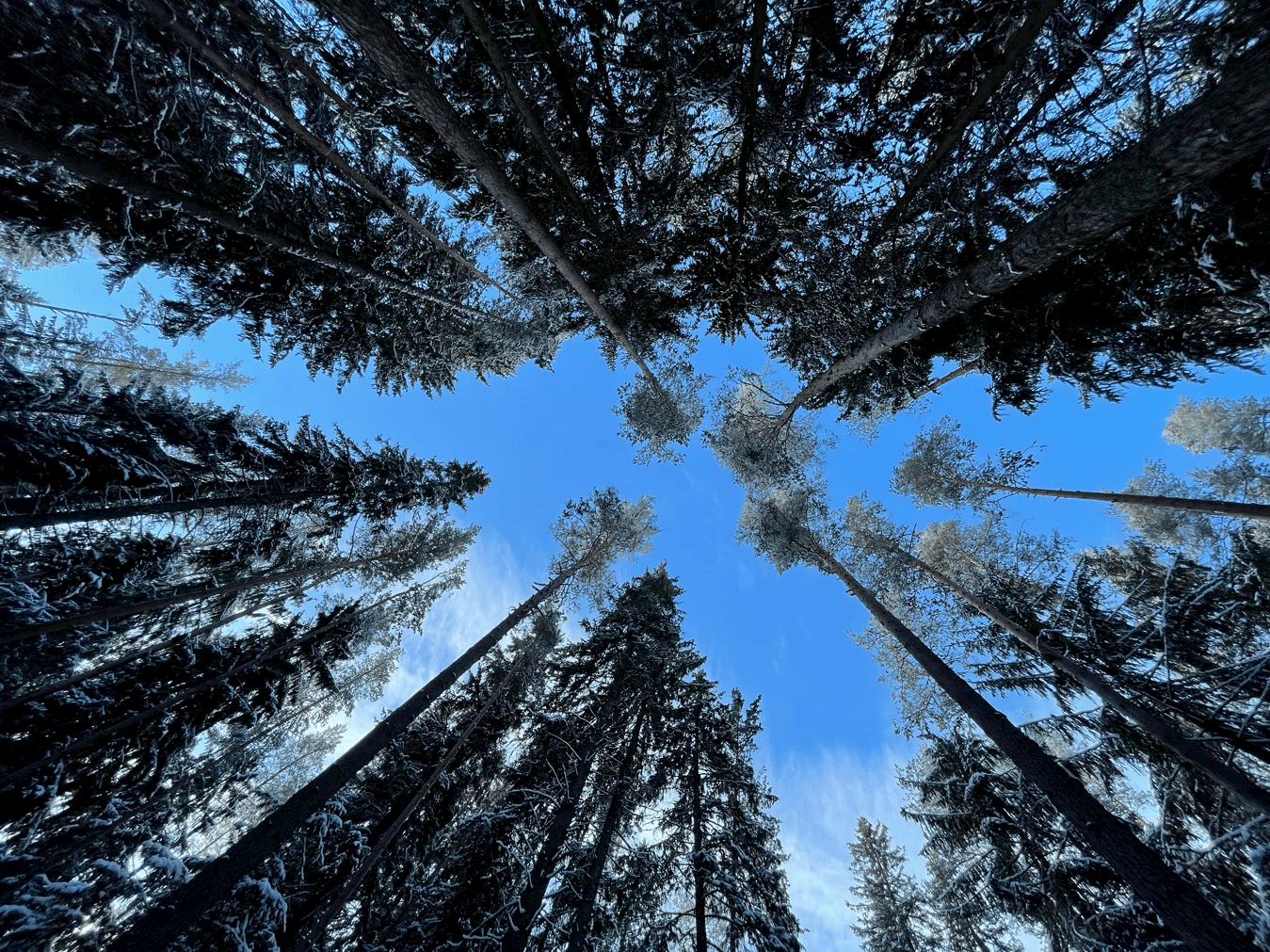 A New Framework for Long-Term Growth: The Loyalty Program