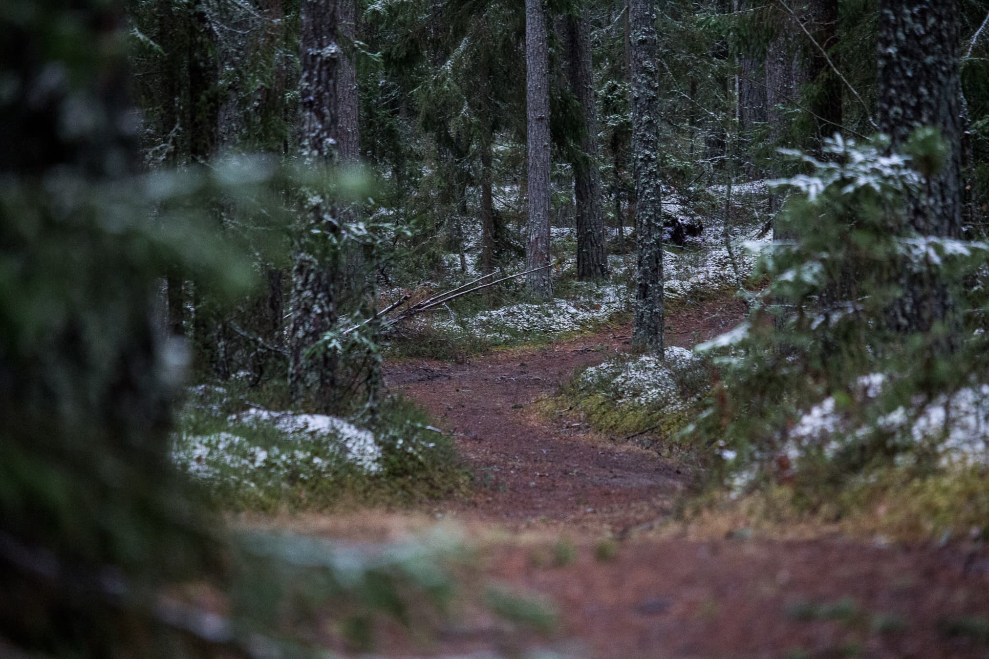 Flexibility at Every Stage: The FF Forest Early Exit Guide