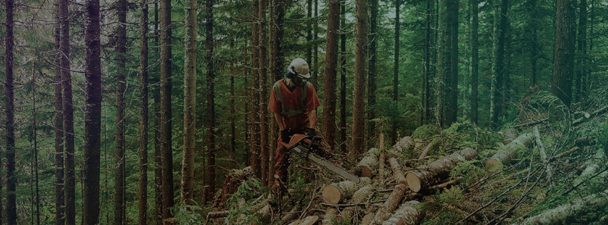 How FF Forest Works: From Retail Lending to Real Forest Assets