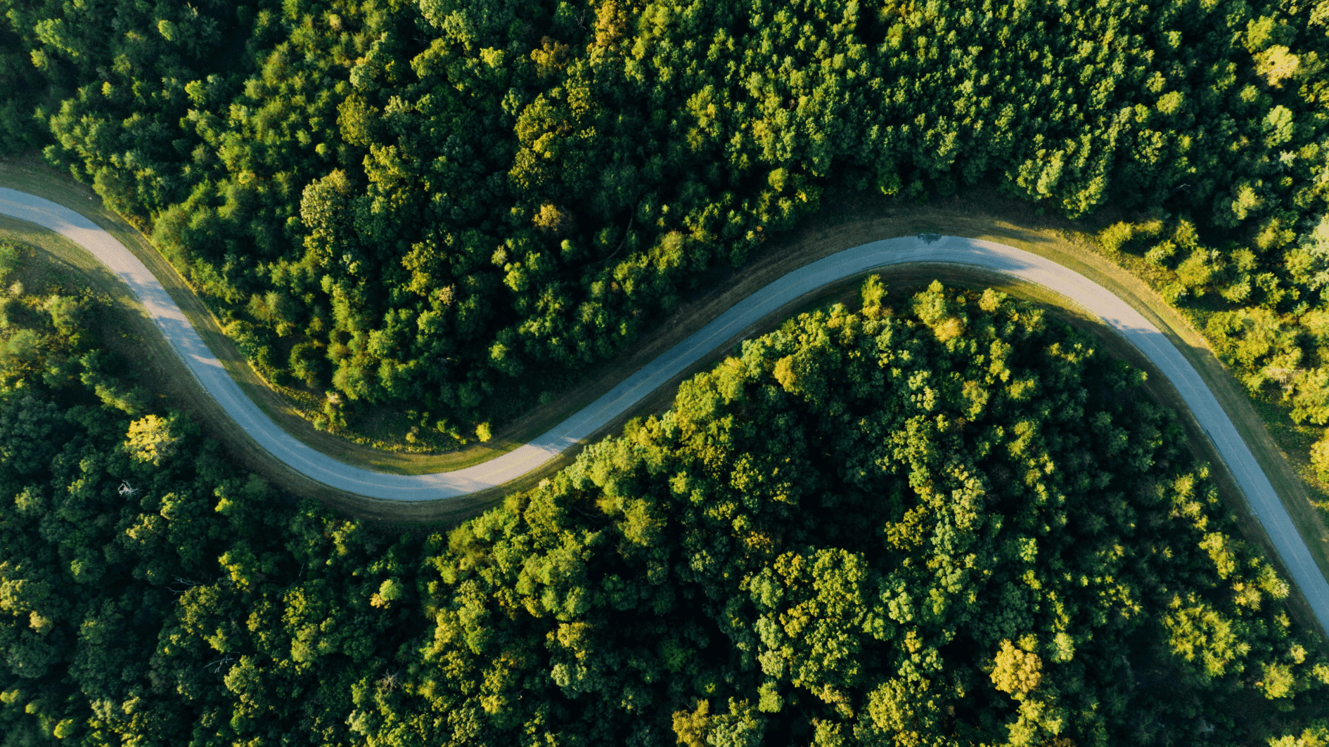 How Forest Ventures Create Passive Income That Grows Green