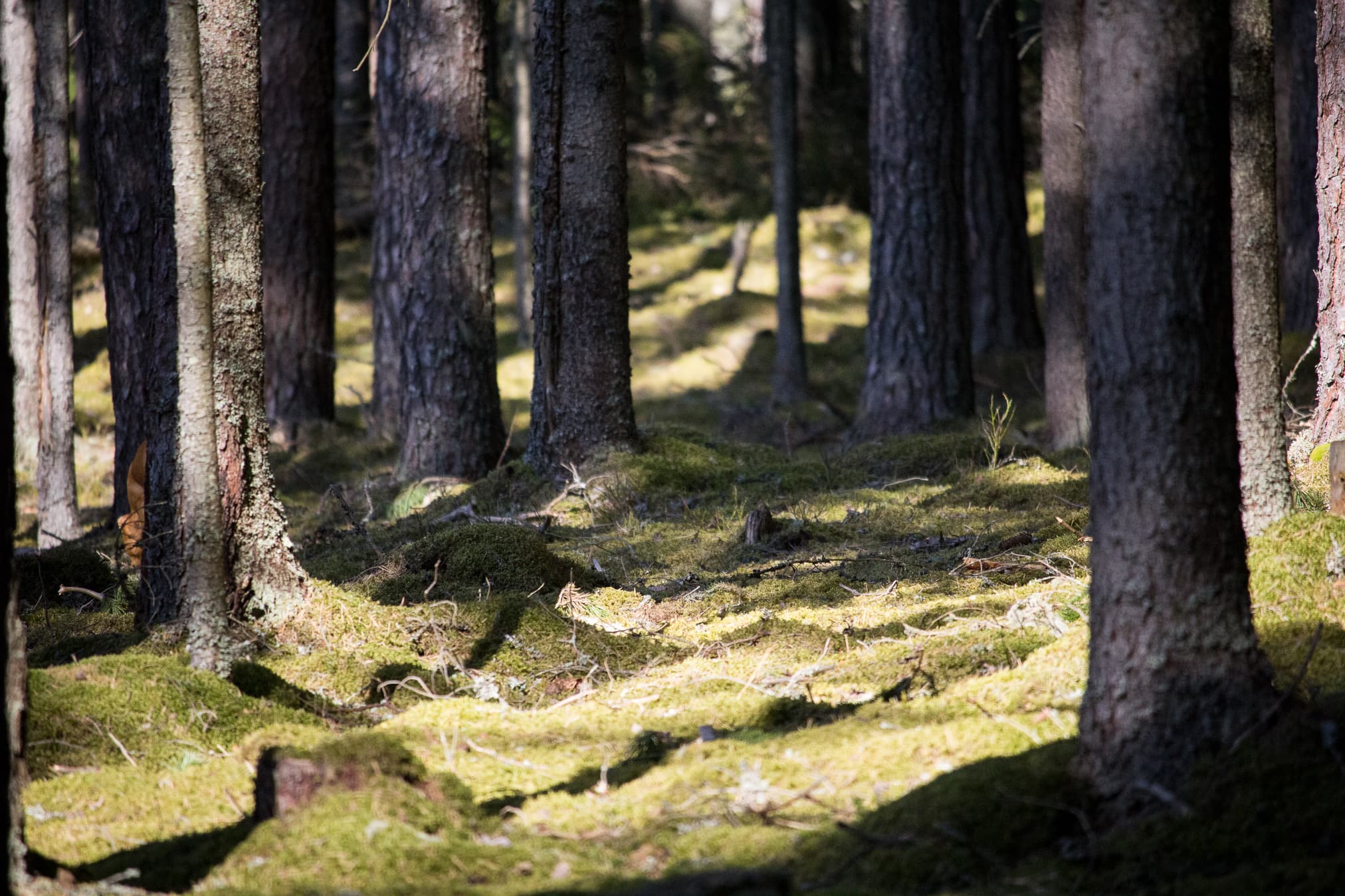 When Crisis Creates Opportunity: Why Market Turbulence May Be the Best Time to Invest in Forest Land