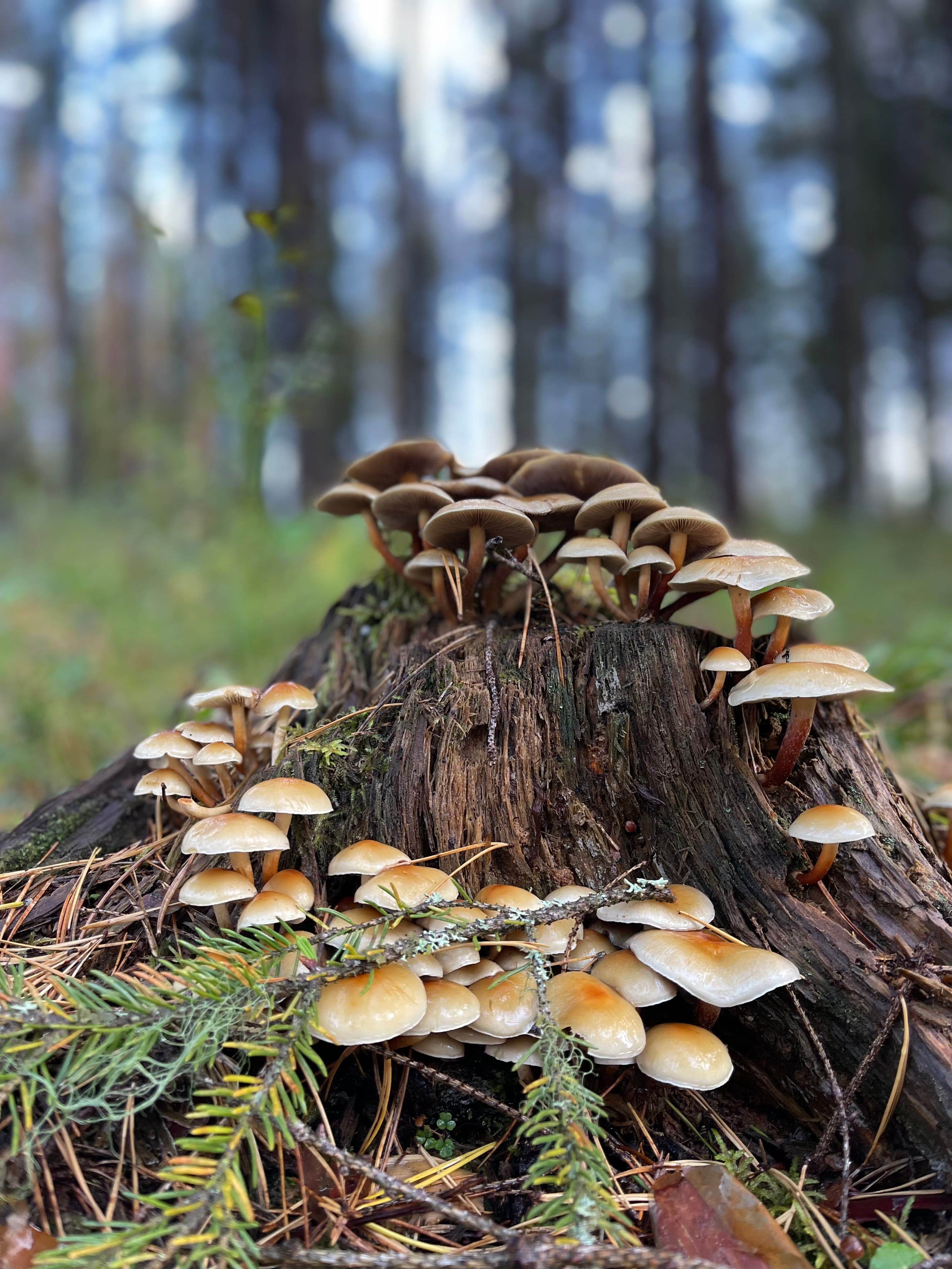 Why the Latvijas Finieris Expansion is a Game-Changer for FF Forest