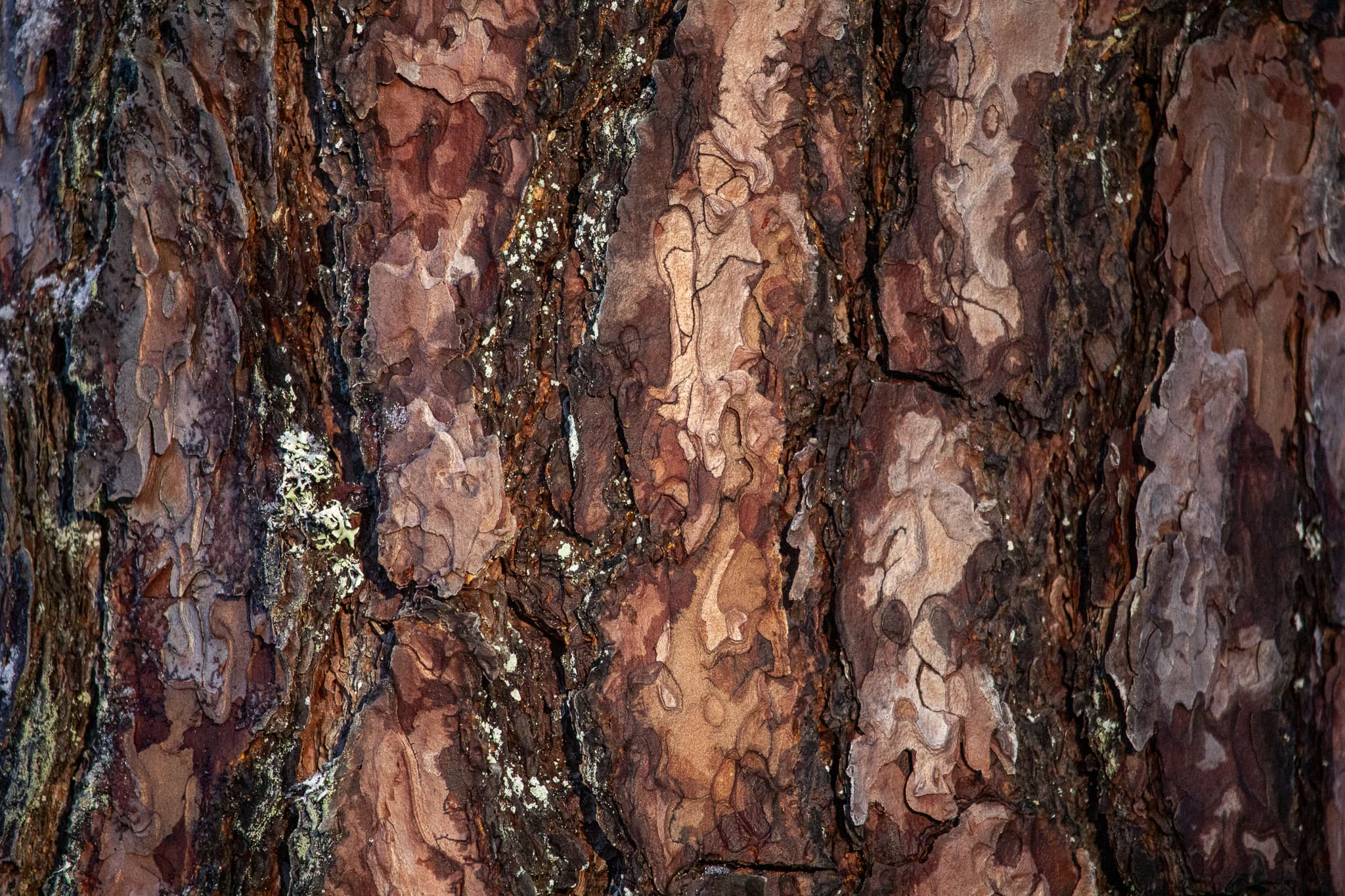 The FF Forest Loyalty & Rewards Guide: How to Maximize Your Impact