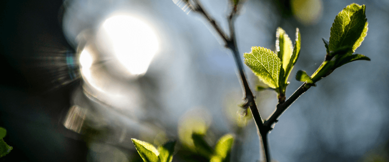 Spring Campaign! Earn Cashback up to 3%